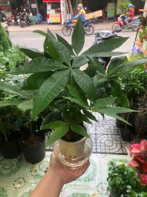 Cây May Mắn